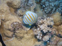 taken at Molokini Crater in Hawaii with 
Olympus SP-350 ... by Joel Sarver 
